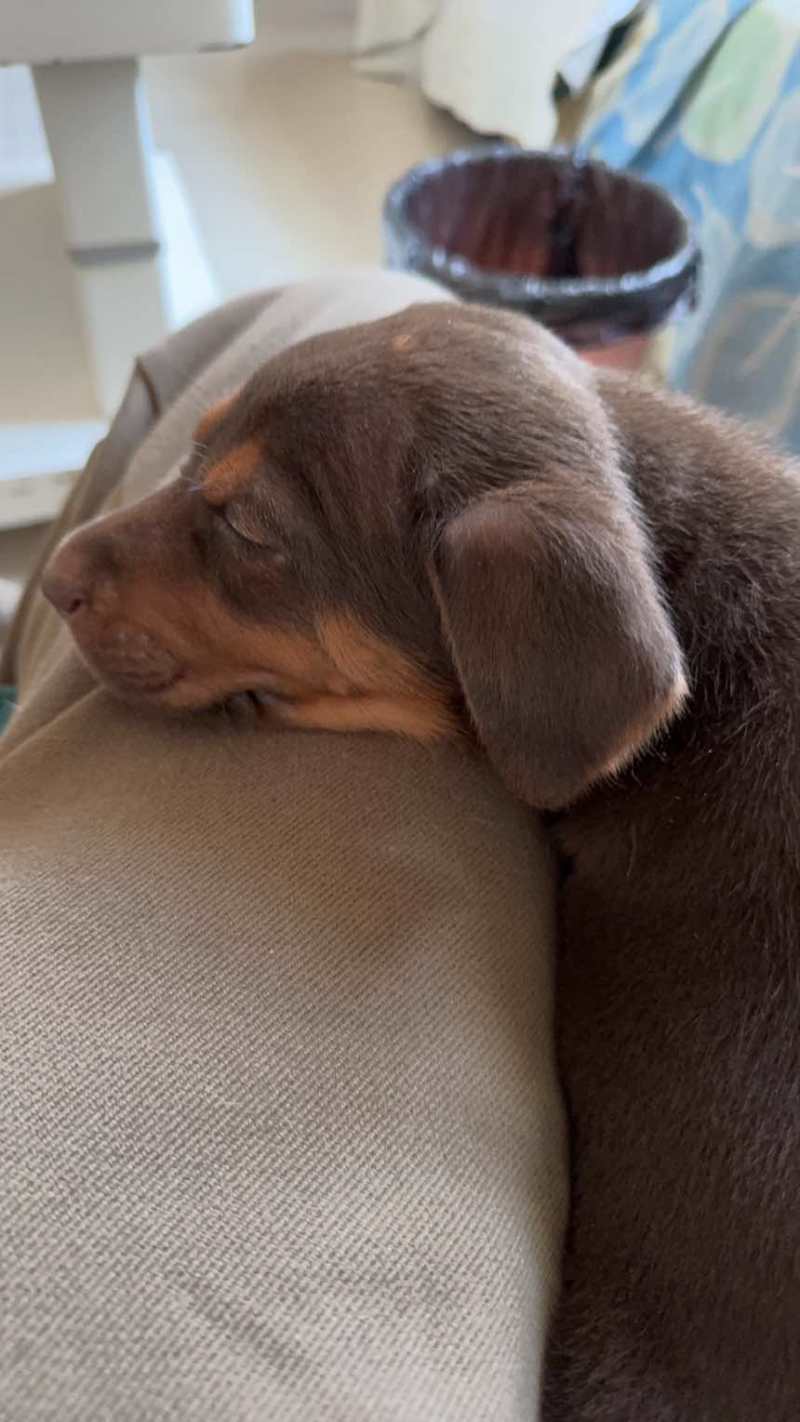 苏联红幼犬