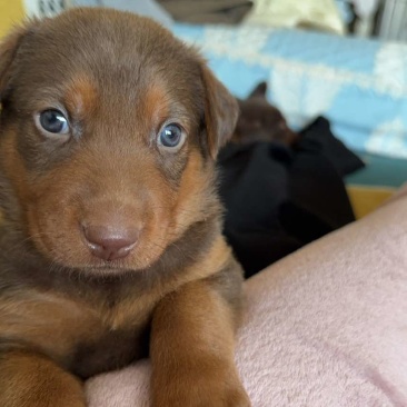 苏联红幼犬