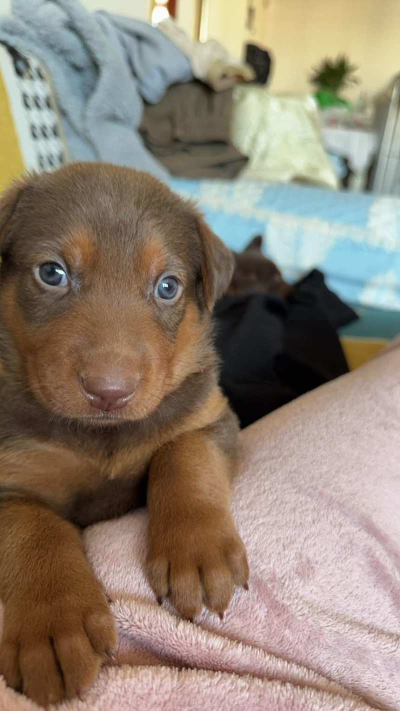 苏联红幼犬