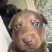 苏联红幼犬
