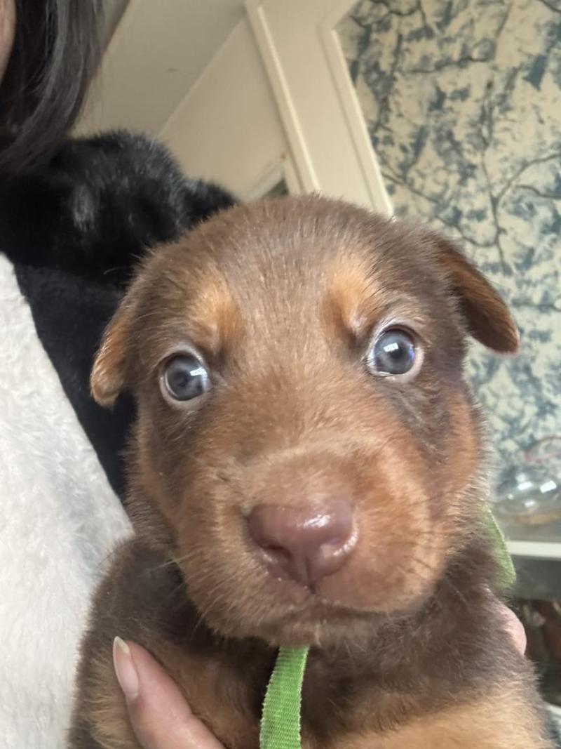 苏联红幼犬