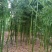 雷竹