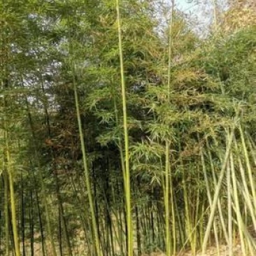雷竹