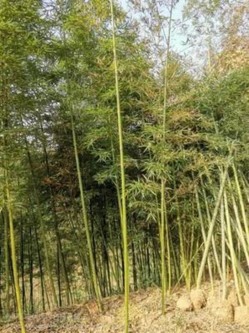 雷竹