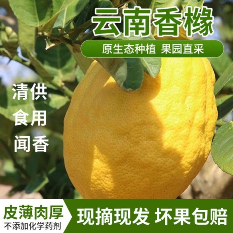 云南九林脆皮香橼果佛手柑