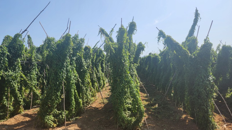 富硒山药