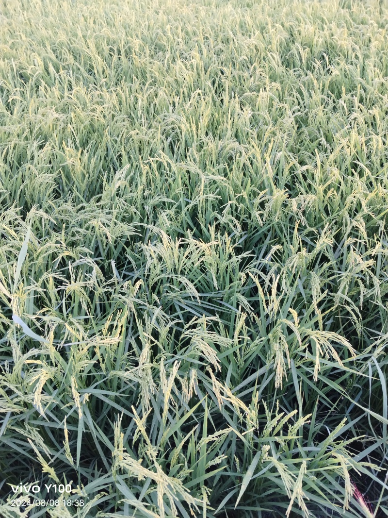 稻花香二号
