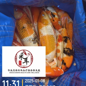 锦鲤观赏鱼