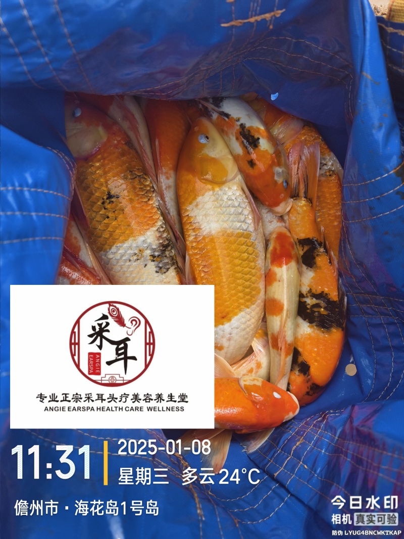 锦鲤观赏鱼