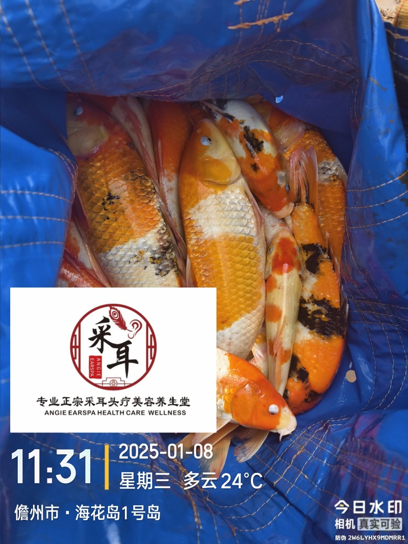 锦鲤观赏鱼