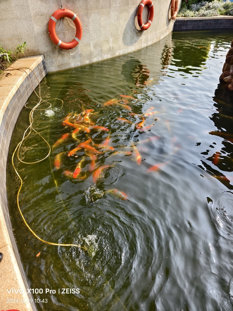 锦鲤观赏鱼