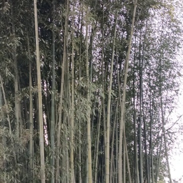 梁平斑竹