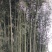梁平斑竹