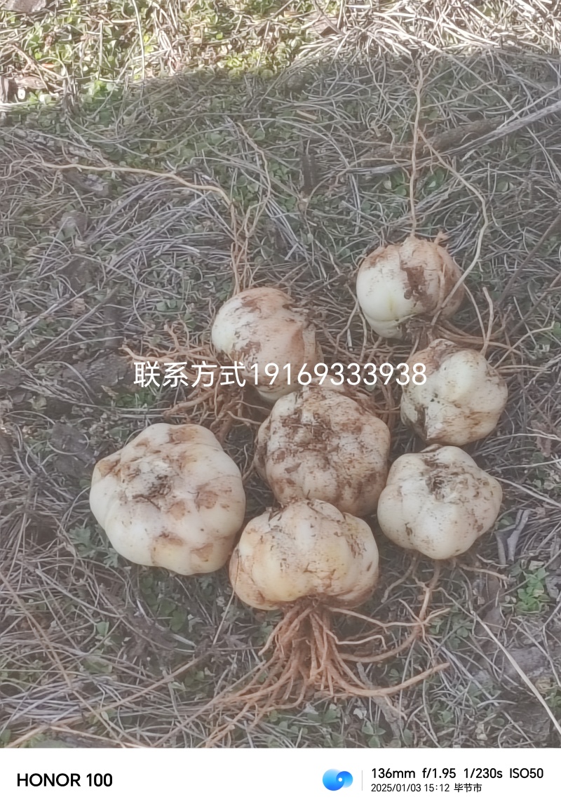 云南大理糯百合产地昭通鲁甸有子球种球商品等