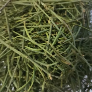 中药材寄生螃蟹脚