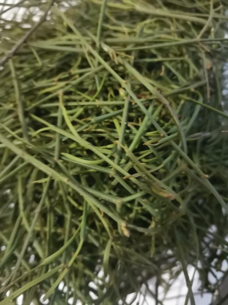 中药材寄生螃蟹脚