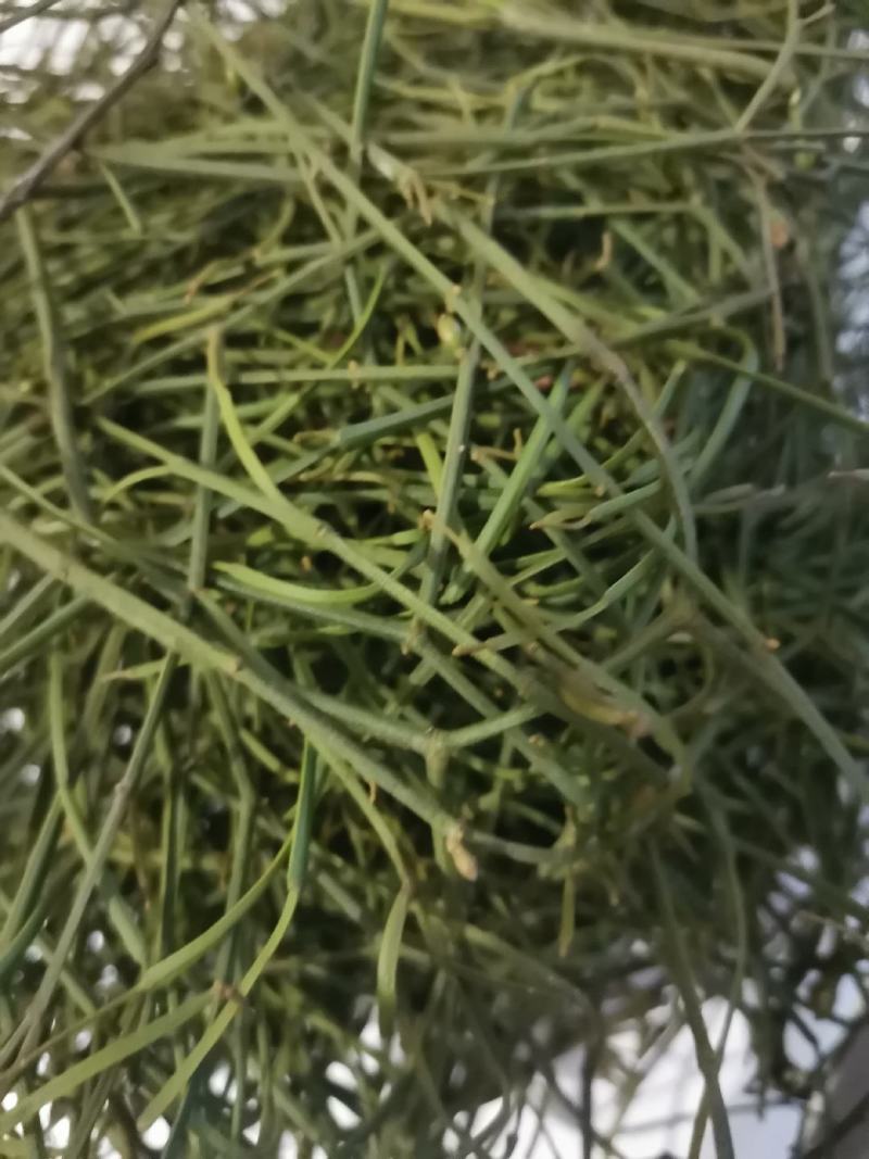 中药材寄生螃蟹脚