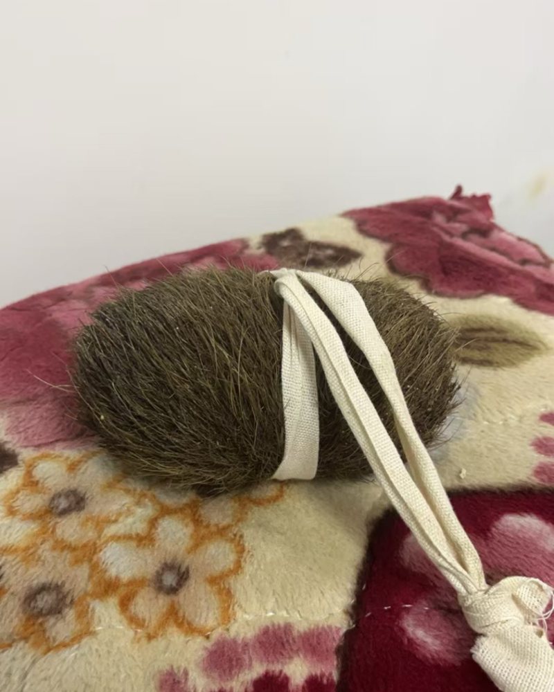 猪宝