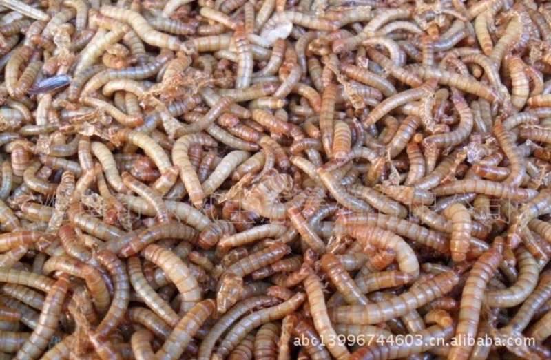 黄粉虫