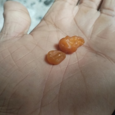 鸡宝，有需要的来电电：***********