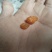 鸡宝，有需要的来电电：***********