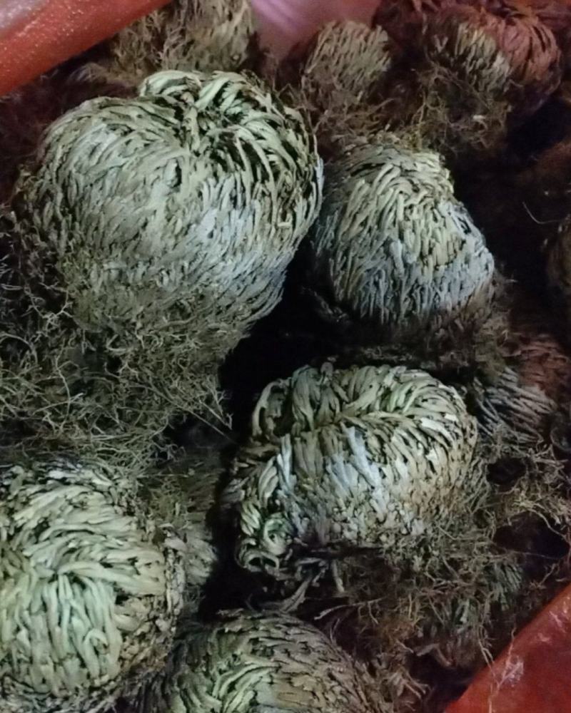 野生卷柏