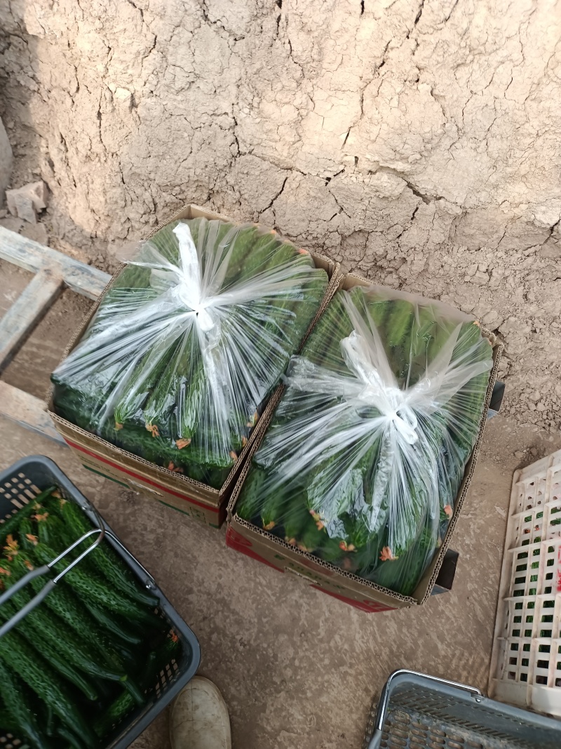 自产自销精品大黄瓜，当天採摘