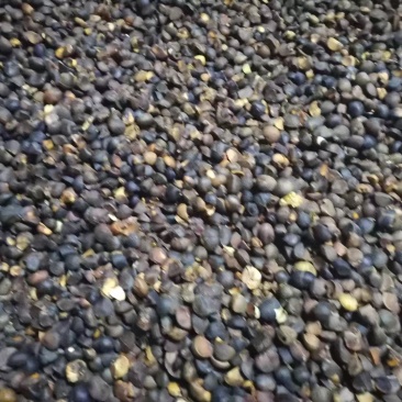 山茶油质量好