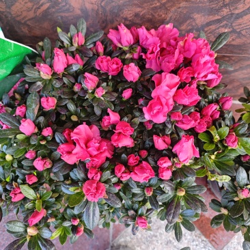 杜鹃花杜鹃花基地直供