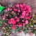 杜鹃花杜鹃花基地直供