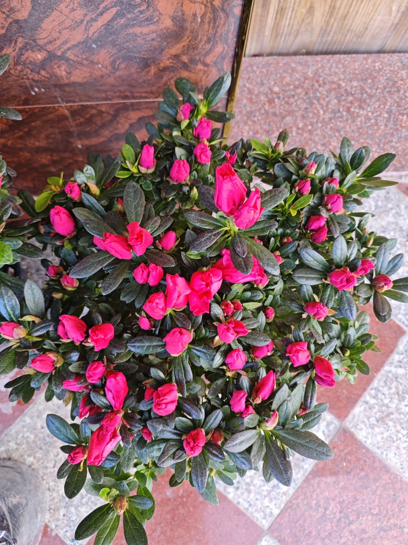 杜鹃花杜鹃花基地直供