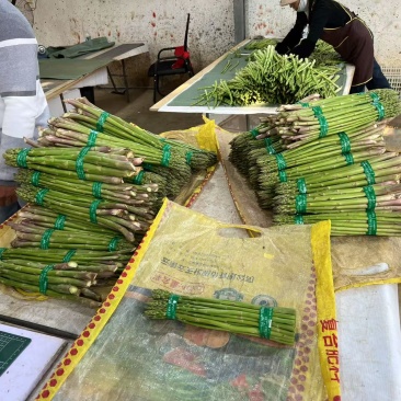 云南保山露天新鲜芦笋通货最大两指头粗，2月中旬可大量发货