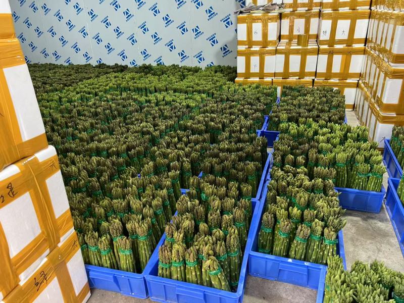云南保山露天新鲜芦笋通货最大两指头粗，2月中旬可大量发货