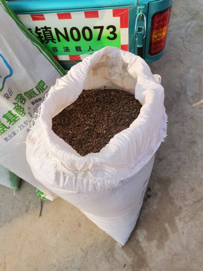 亳州市白术种子（籽）