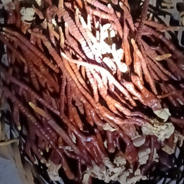 麓茸菇药材