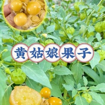 大安菇娘果预售可视频看货