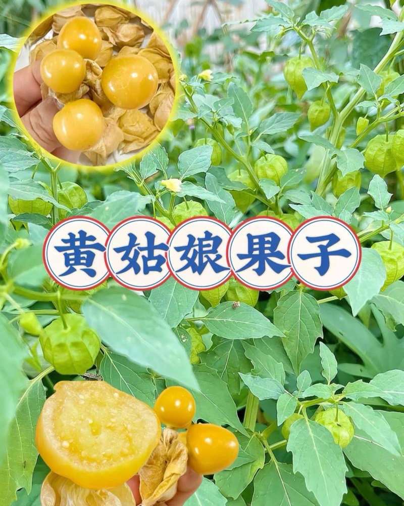 大安菇娘果预售可视频看货