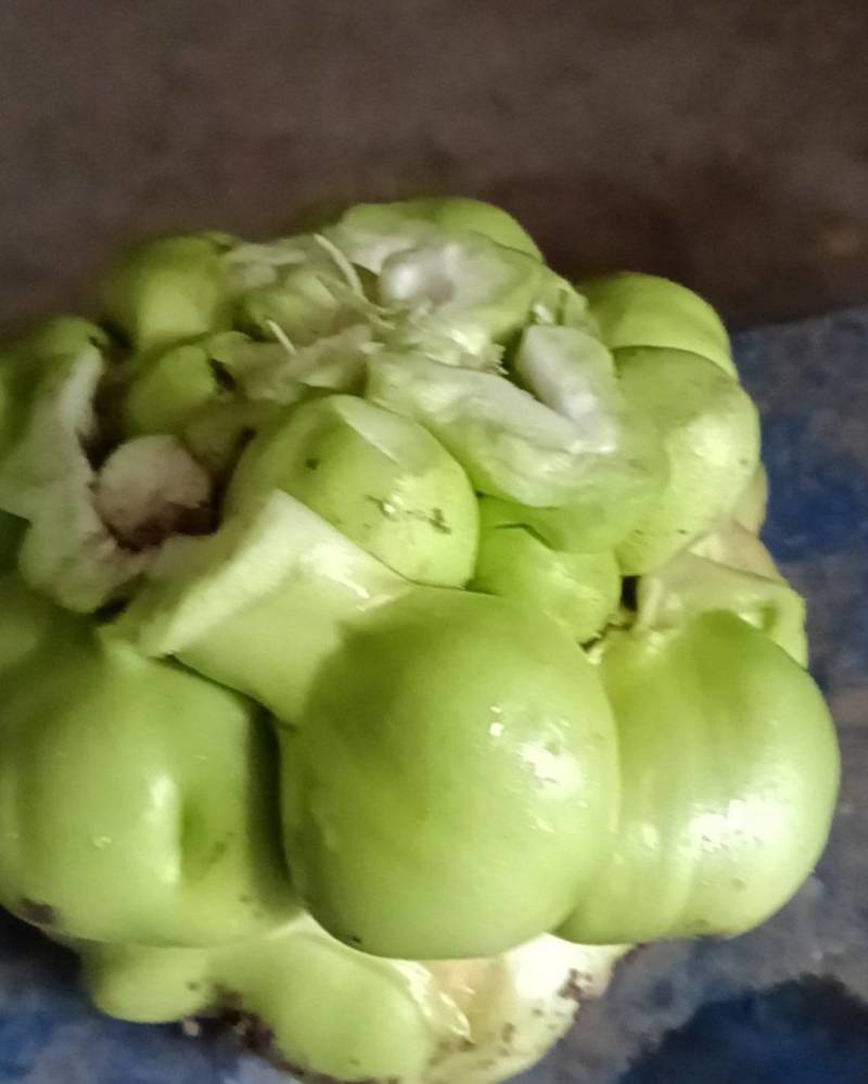 榨菜