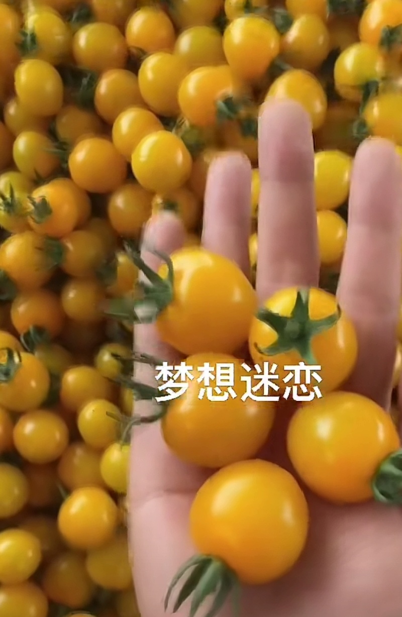 小番茄:清甜2号，梦想迷恋，辉煌