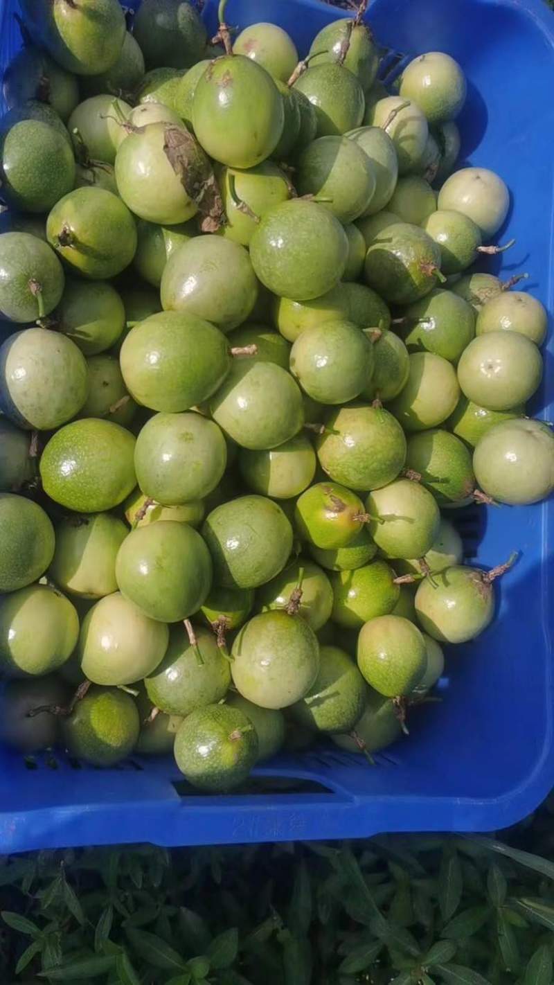 钦蜜9号纯甜