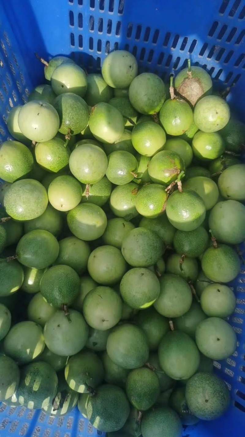 钦蜜9号纯甜