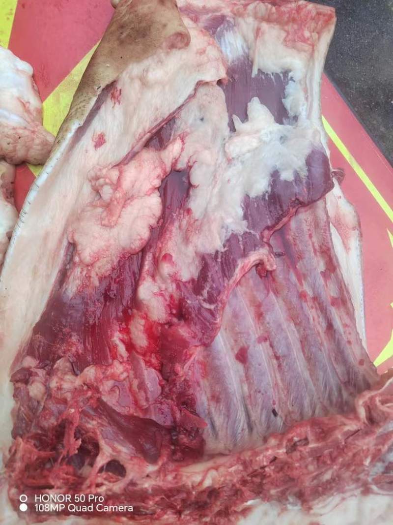 香猪肉