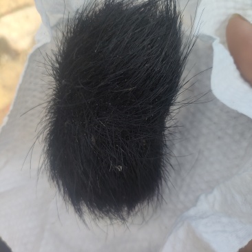 猪宝