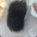 猪宝