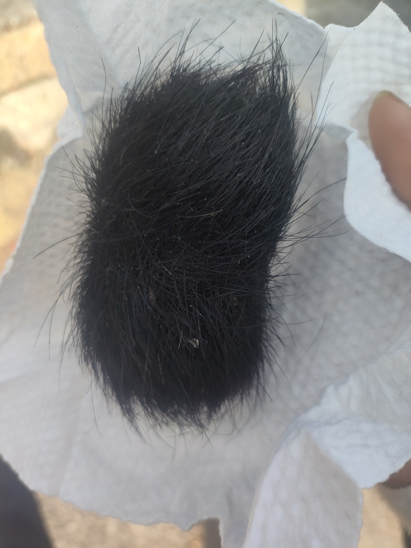 猪宝