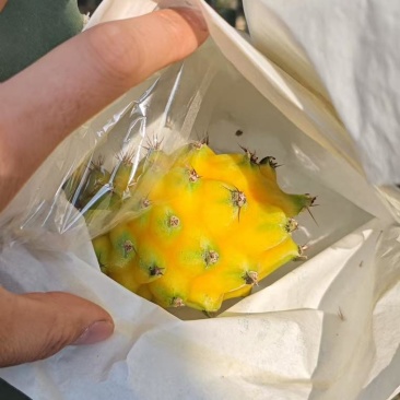 燕窝果，麒麟果