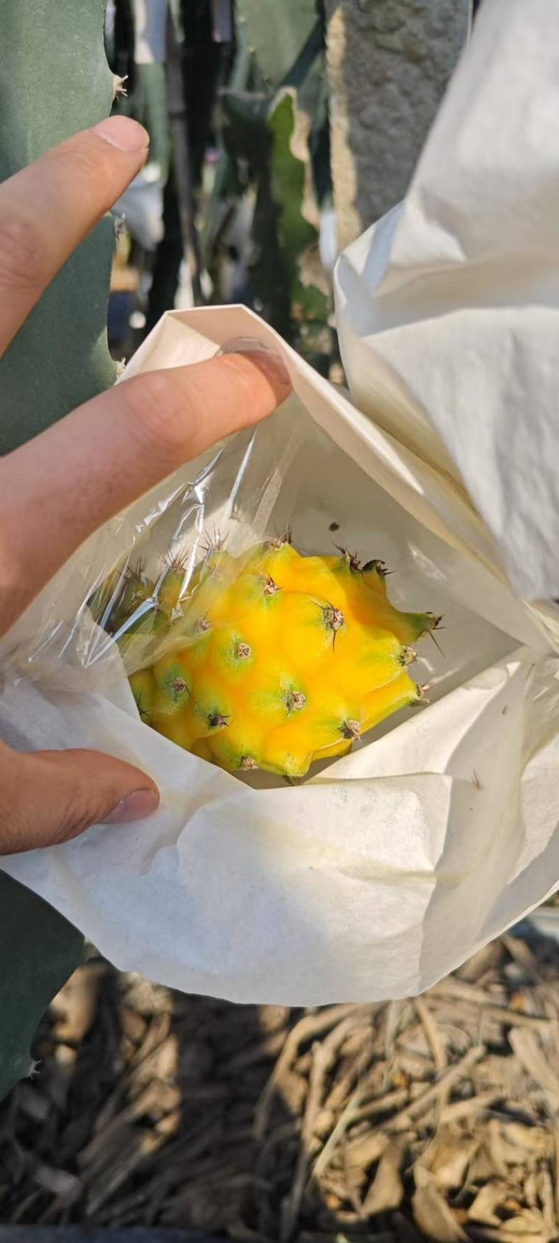 燕窝果，麒麟果