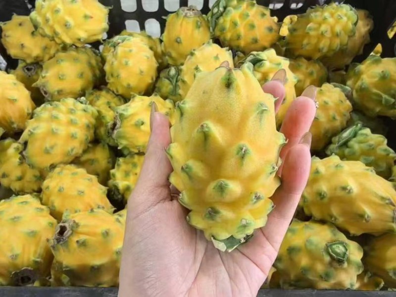 燕窝果，麒麟果