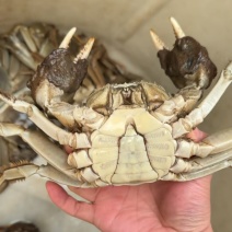 大闸蟹