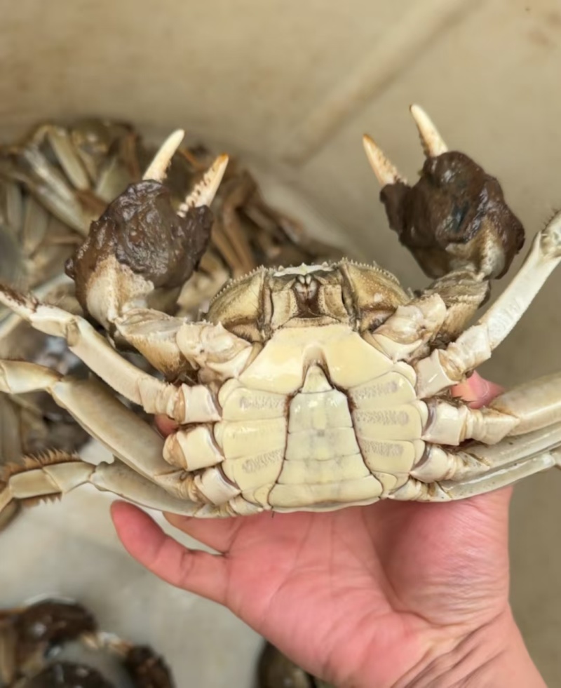 大闸蟹